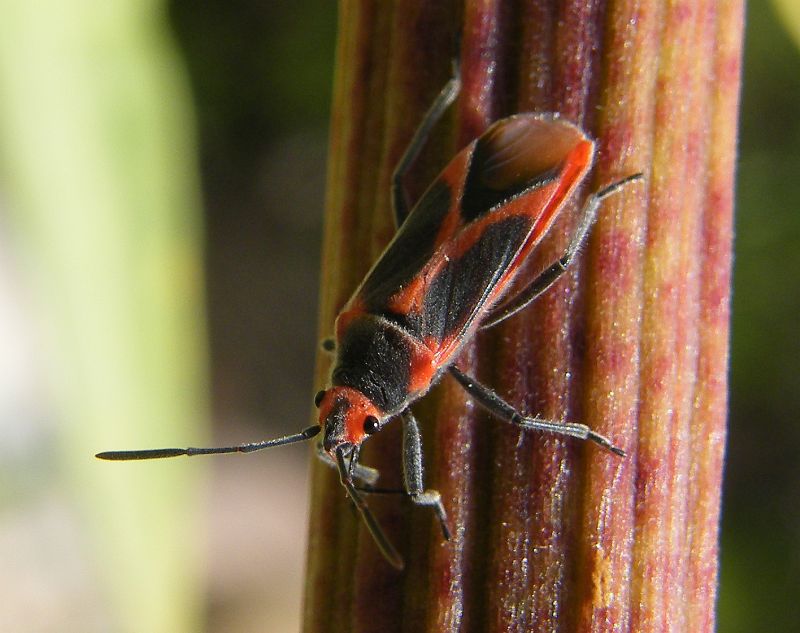 Caenocoris nerii 05.jpg