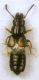 Platystethus sp.JPG