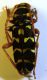 P. arcuatus 2.jpg