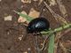 Scalambra_30-IX-2013_OL_004.JPG