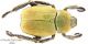 Hoplia-argentea-Celarda-2-VI-2004.jpg