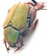 Comb1054_45crc.jpg