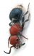 Comb1048_43crc.jpg