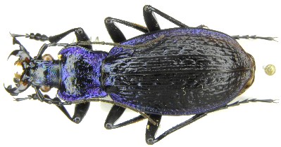 C. (Chaetocarabus)  lefebvrei bayardi Solier, 1835 (=molisensis Born, 1918) - Puglia, FG, Foresta Umbra.JPG