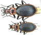 C. (Chaetocarabus) arcadicus Gistel, 1850 - Grecia, Mt. Olympo e Mt. Parnasso.JPG