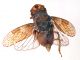 Comb1041_37crc.jpg