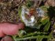 cheiracanthium maschio e dito e.JPG