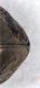 apice elitrale Notiophilus Alto Adige.jpg