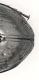 apice elitrale Notiophilus Gavia.jpg