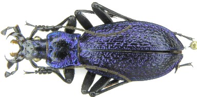 C. (Chaetocarabus) intricatus intricatus L., 1761 (=liburnicus Hauray, 1881) - Croazia, Velebit, Senj.JPG