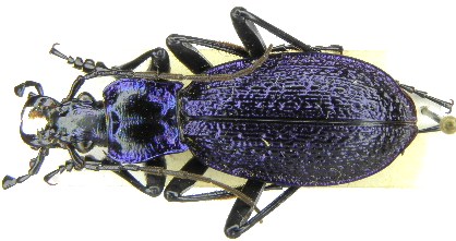 C. (Chaetocarabus) intricatus intricatus L., 1761 (=carnicus Depoli, 1926) - Friuli, UD, Alta Val Torre.JPG