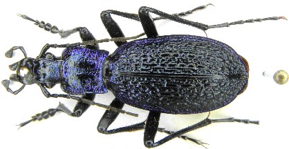 C. (Chaetocarabus) intricatus intricatus L., 1761 - Svezia, Skane.JPG