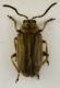 Ophraella communa.jpg