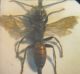 Crabronidae 005 A.jpg