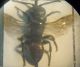Crabronidae 002 A.jpg