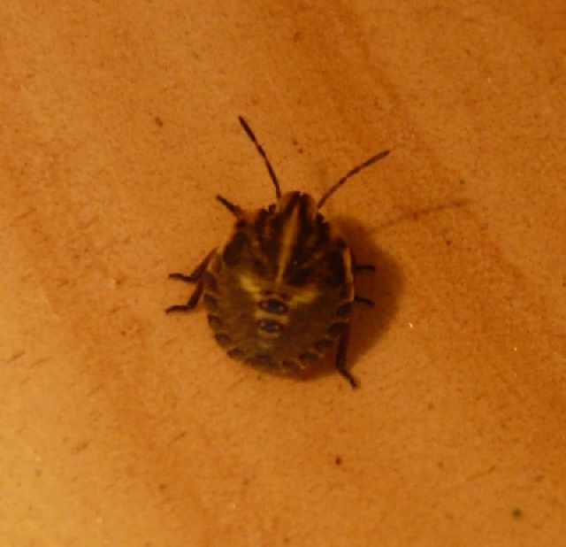 pentatomidae.jpg