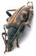 Comb1068_44crc.jpg
