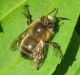 Anthophoridae- Anthophora  plumipes-masc-Apoidaea-IMG_4214m.jpg
