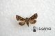 Hadena (Anepia) silenes ♂ 04132013 CDP.jpg
