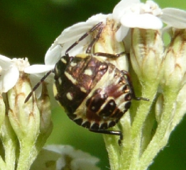 pentatomidae Vipiteno rid.jpg