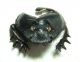 Scarabaeus typhon - capo e protorace.jpg