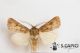 Agrotis lata ♂ 09112013 Randazzo cf.jpg