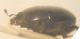 Histeridae 001 A.jpg