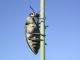 cyphosoma4cw7.jpg