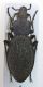 Comb1073_24cr.jpg