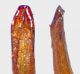 Chrysolina-hemisphaerica-edeago.jpg