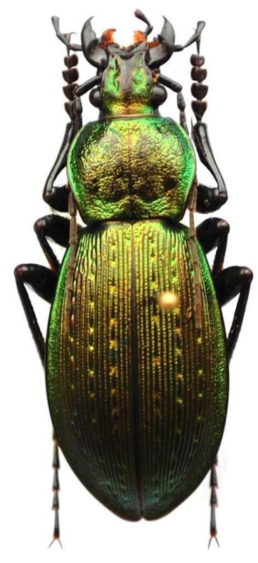 Carabus  (Ohomopterus) insulicola insulicola Chaudoir, 1869 - Kopie.JPG