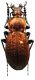 Carabus (Ohomopterus)  insulicola insulicola Chaudoir, 1869 - Kopie.JPG
