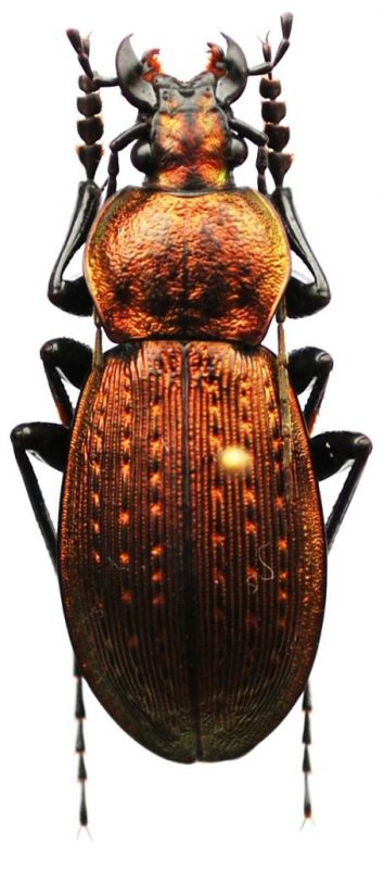 Carabus (Ohomopterus)  insulicola insulicola Chaudoir, 1869 - Kopie.JPG