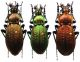 Carabus (Ohomopterus) insulicola insulicola Chaudoir,  1869 - Kopie.JPG