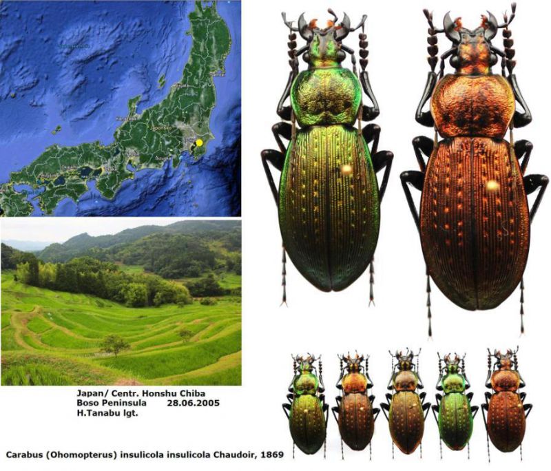 Carabus (Ohomopterus) insulicola insulicola   Chaudoir, 1869 - Kopie.jpg