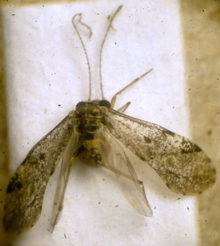 Loensia variegata (Latreille, 1799) Psocoptera.JPG