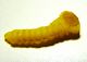 Larva Bupr ex Salix Rovigo 1.jpg