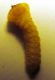 Larva Bupr ex Salix Rovigo 2.jpg