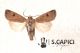 Agrotis-esclamationis-♂-08132013-Citelli.jpg