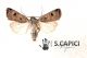 Agrotis-esclamationis-♂-08132013-Citelli-(1).jpg