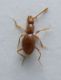 scidmenide 2 a.jpg