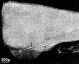 1-lateraleOcypus.jpg