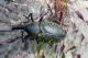 larinus04_cr.jpg