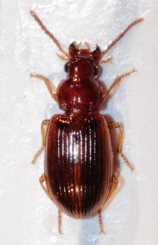 Carabidae MC Vaglio Arcipelago1.JPG