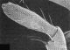 10-Ocypus(Pseudocypus)-palpilabiali.jpg