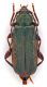 Comb1081_13crc.jpg