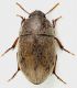 Pseudoseriscius_normandi_Focene_17-X-2013_5mm_grey.jpg