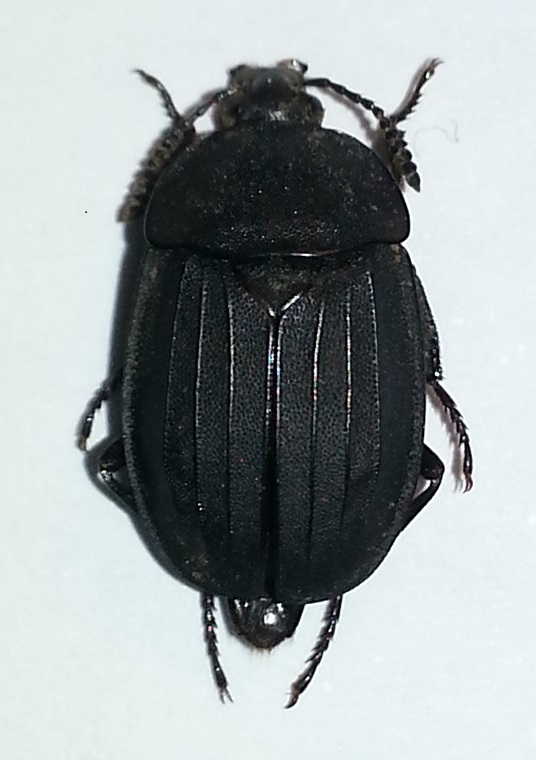 Silphidae 28.X.2013.jpg