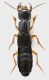 Staphylinidae_Focene_16-X-2013_14mm_grey.jpg