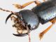 Staphylinidae_Focene_16-X-2013_testa_grey.jpg